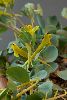 <em>Corydalis aitchisonii aitchisonii</em>